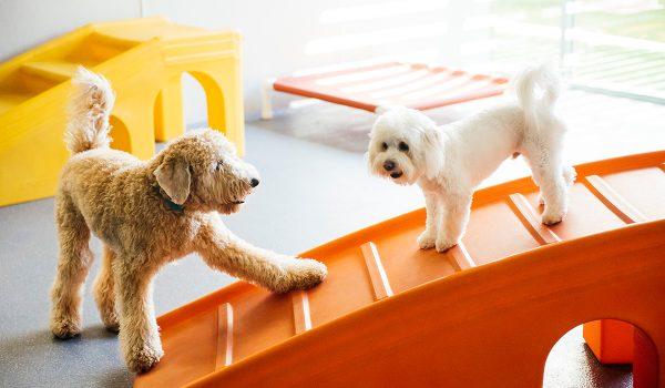 Turn Key and Cash Flowing Pet Grooming, Boarding, & Training Franchise