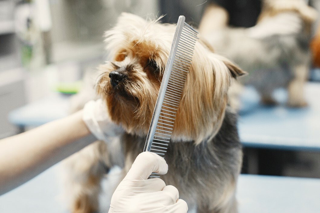 Profitable Pet Boarding & Grooming Business for Sale